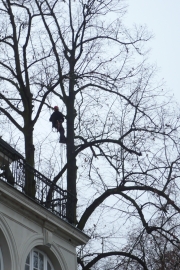 Baumkletterer im Wustrauer Schlosspark